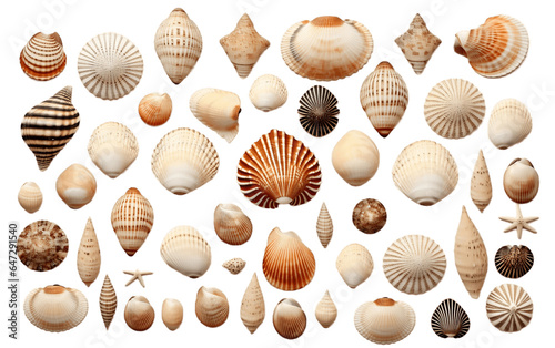 Seashell Assortment Isolated on a Transparent Background PNG. Generative AI