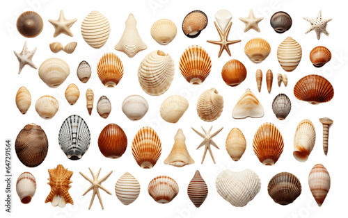 Seashell Accumulation Isolated on a Transparent Background PNG. Generative AI