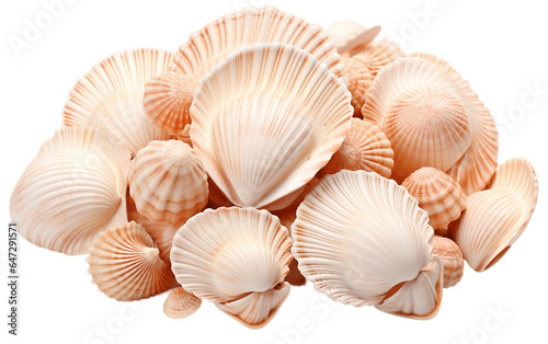 Coastal Shell Assortment Isolated on a Transparent Background PNG. Generative AI