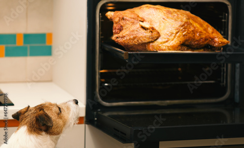Slika na platnu Funny dog looking at roasted turkey made for family Thanksgiving dinner