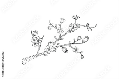 Floral Line Art, Sakura Flower Outline Illustration Set. Hand Painted Doodle Flowers. Perfect for wedding invitations, bridal shower and floral greeting cards. Black and white stencil flowers isolated