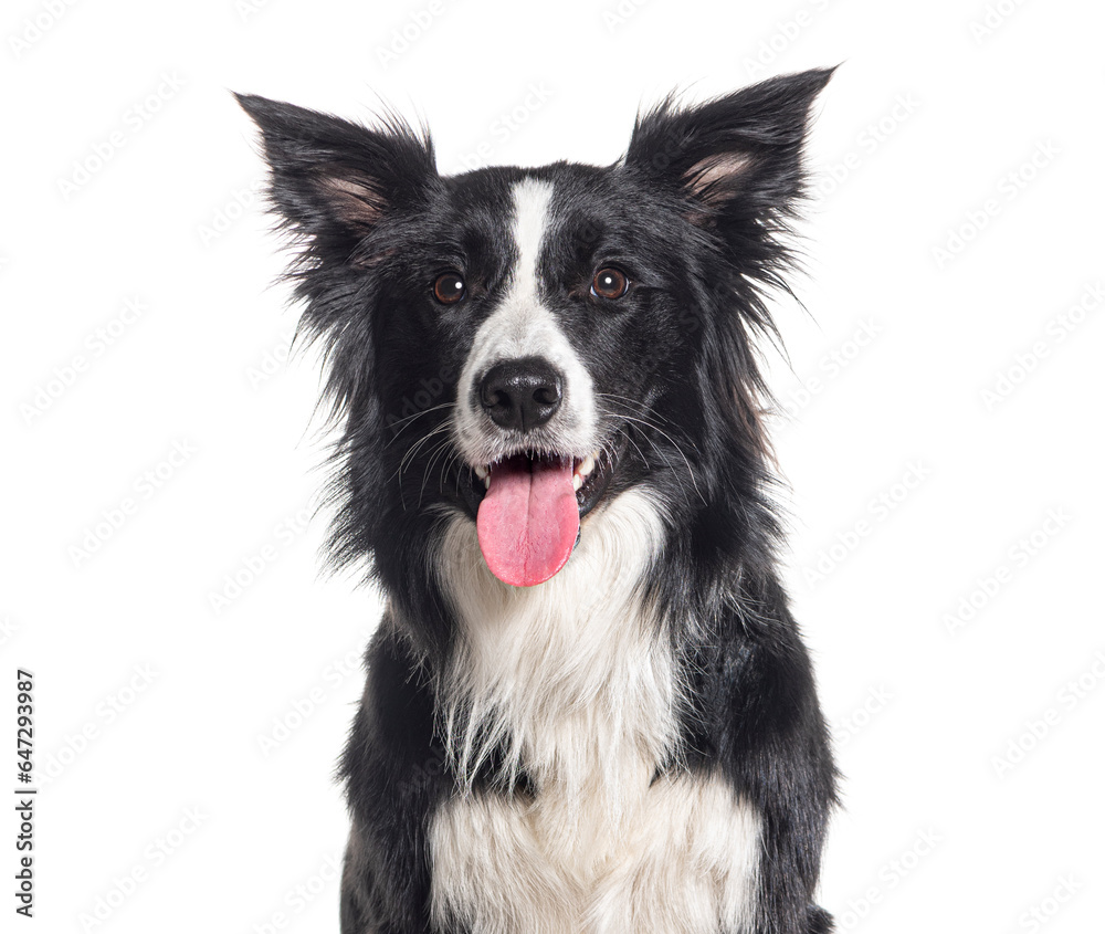 Head shot of a Young Black and white Border collie looking away, One year old, Isolated on white