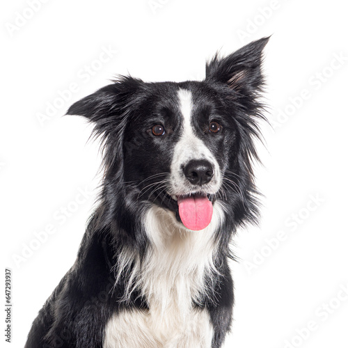 Head shot of a Young Black and white Border collie panting looking away, One year old, Isolated on white
