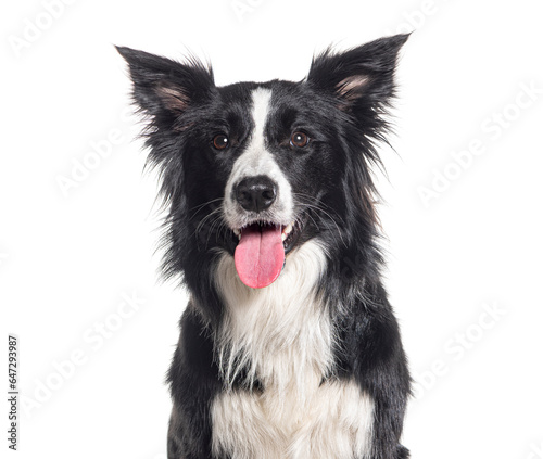 Head shot of a Young Black and white Border collie looking away, One year old, Isolated on white