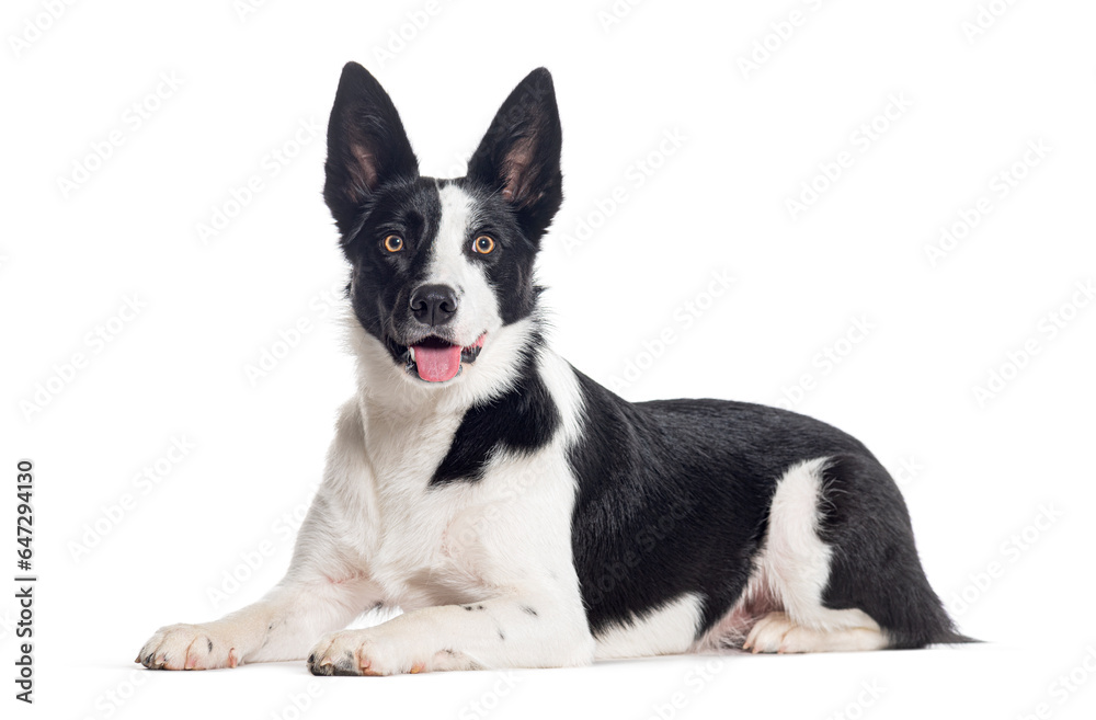Mongrel dog black and white panting, crossed with a border collie, isolated on white