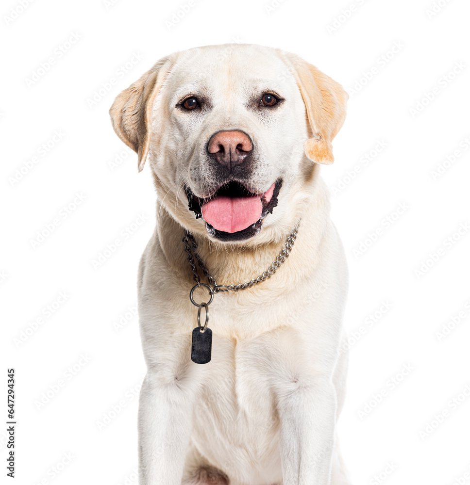 Head shot of a Panting Labrador Retriever wearing a collar, isolated on white