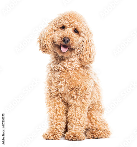 Panting Poodle looking at the camera, isolated on white