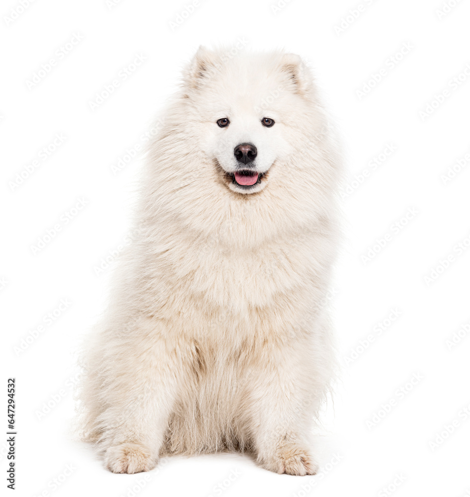Samoyed dog panting and looking at the camera, isolated on white Samoyed dog panting and looking at the camera, isolated on white