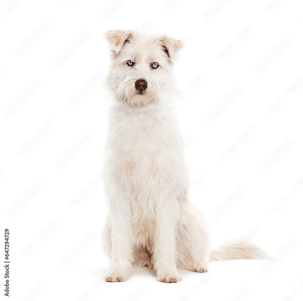 Blue eyed Mongrel, Husky crossed with Pyrenean Sheepdog, sitting and looking at the camera isolated on white