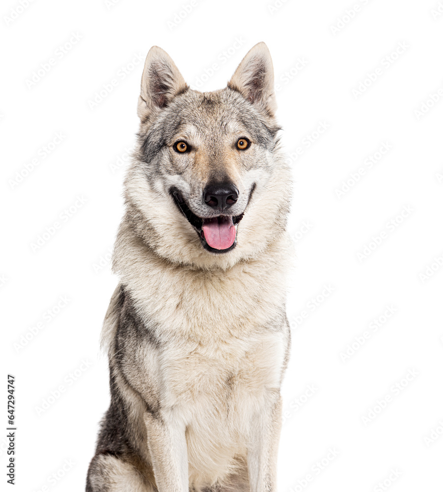Head shot of a Czechoslovakian Wolfdog panting, isolated on white