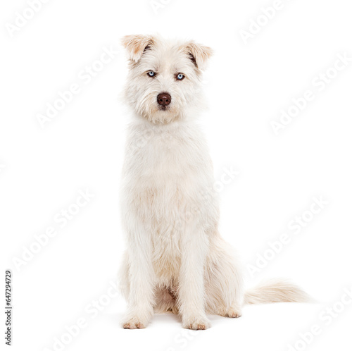 Blue eyed Mongrel, Husky crossed with Pyrenean Sheepdog, sitting and looking at the camera isolated on white