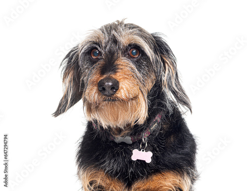 Head shot of a smiling Dachshund, isolated on white