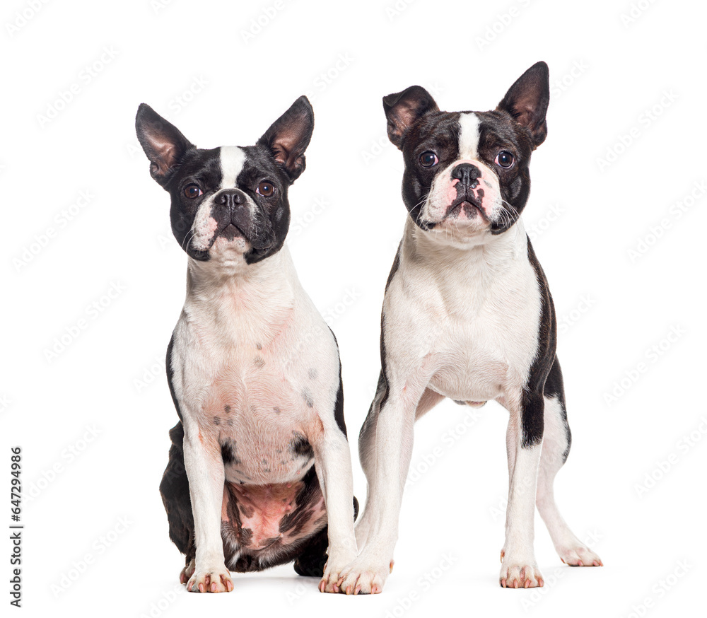 Two Boston terrier dogs together, isolated on white