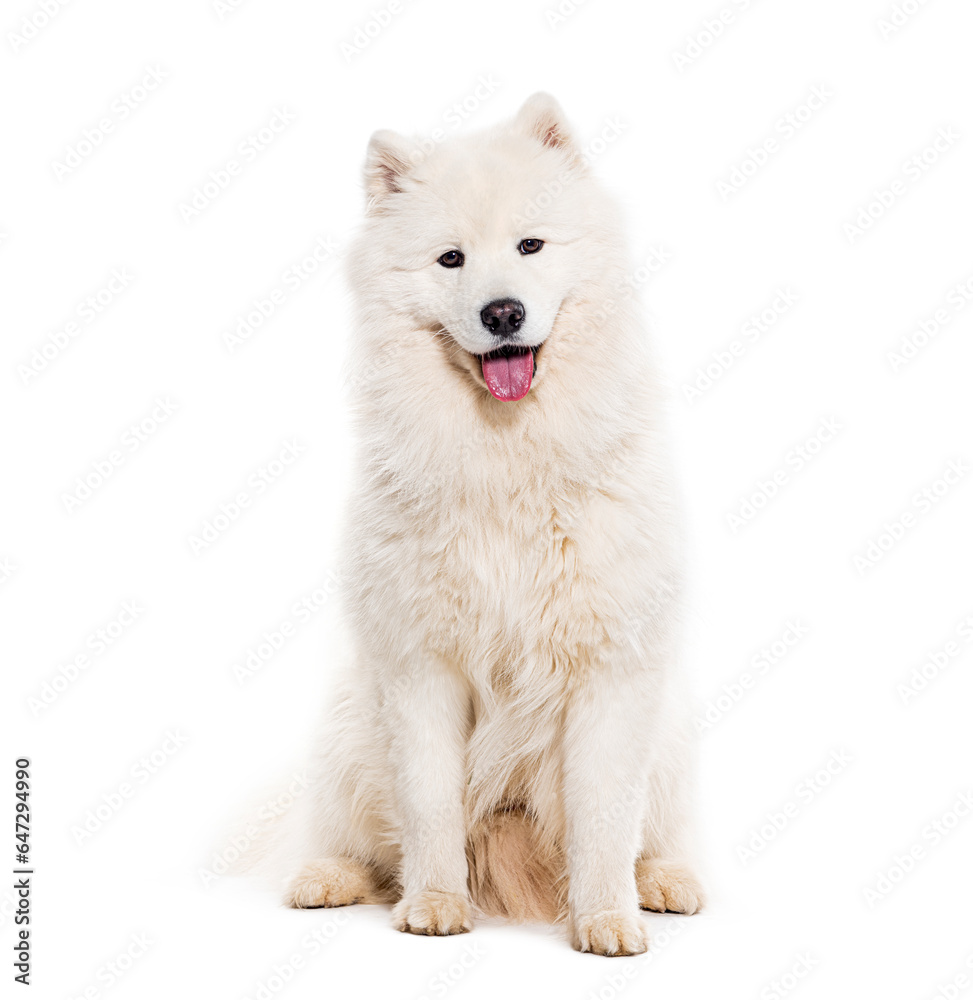 Panting Samoyed dog looking at the camera, isolated on white Panting Samoyed dog looking at the camera, isolated on white