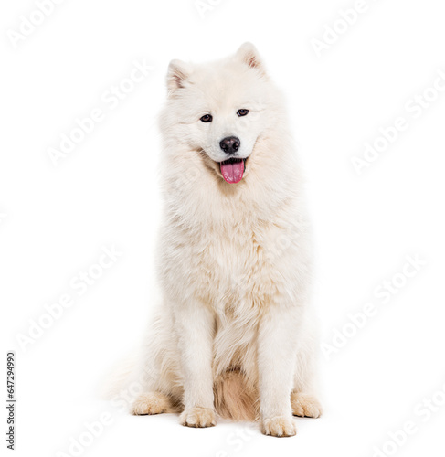 Panting Samoyed dog looking at the camera, isolated on white