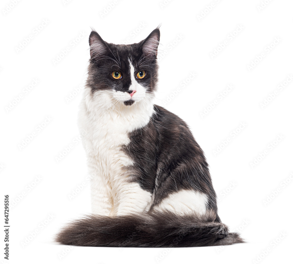Black and white Mixedbreed cat yellow eyed, isolated on white Black and white Mixedbreed cat yellow eyed, isolated on white