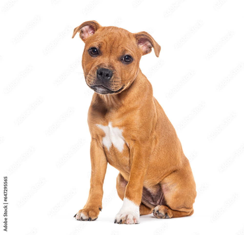 Sitting Puppy Staffordshire Bull Terrier, three  months old, isolated on white