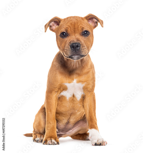 Sitting Puppy Staffordshire Bull Terrier  three  months old  isolated on white