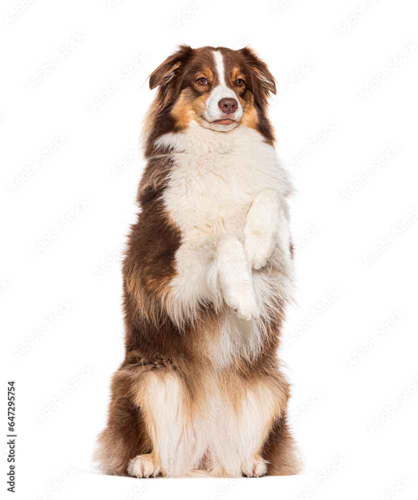 red tricolor Australian shepherd begging on hind its legs, isolated on white red tricolor Australian shepherd begging on hind its legs, isolated on white