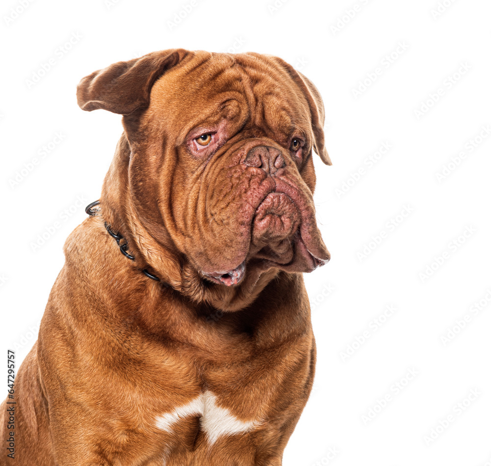 Dogue de bordeau wearing a dog, isolated on white
