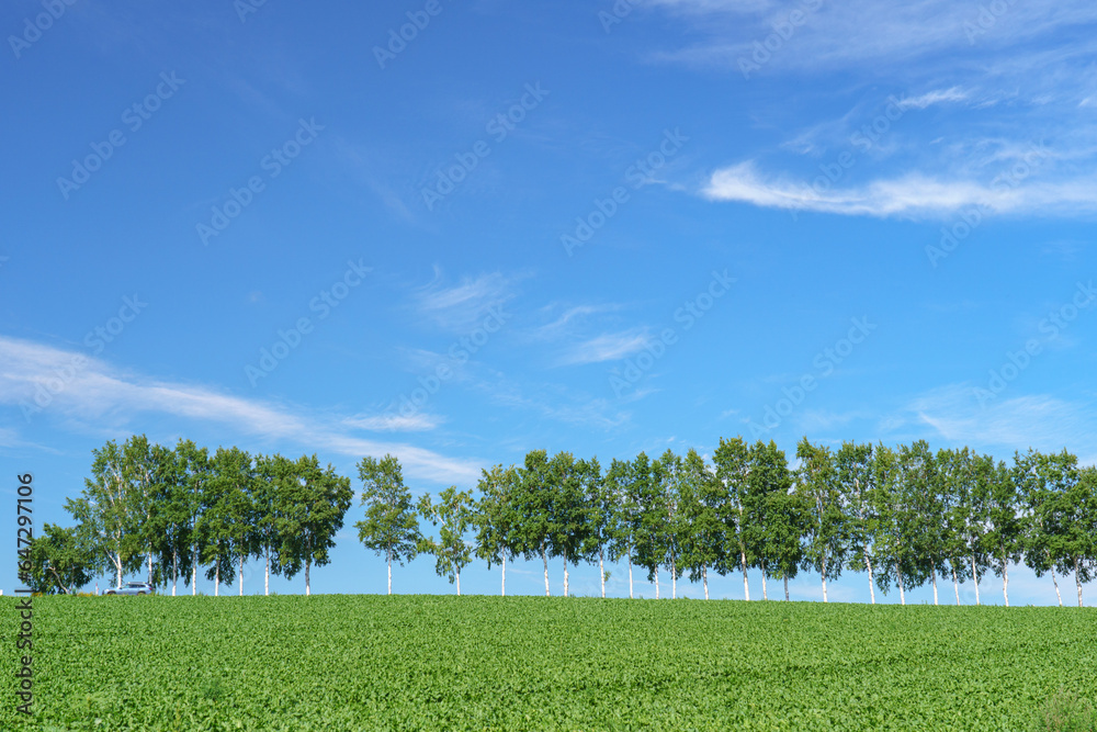 Obraz premium 青空と白樺並木 北海道美瑛町 北海道旅行