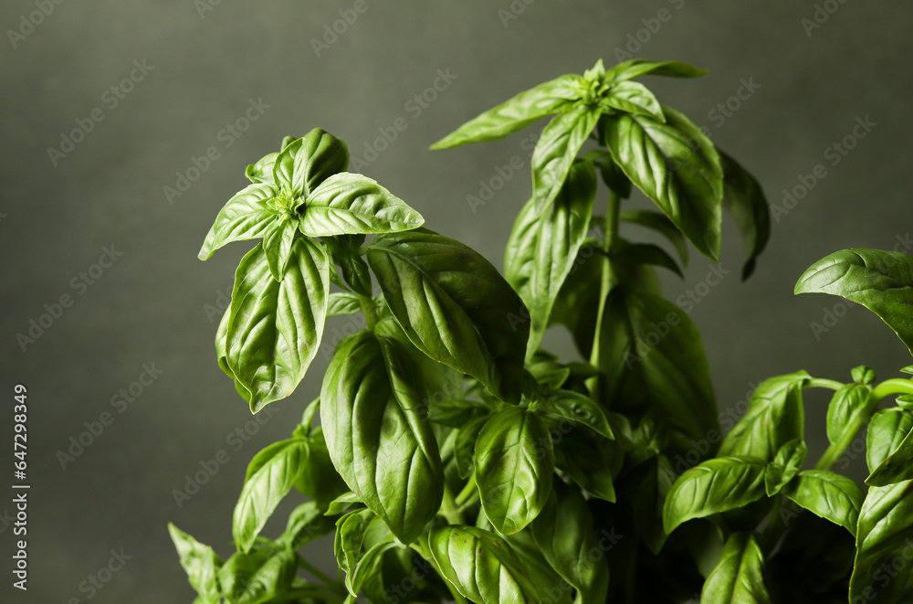 Basil leaves on the olive background 