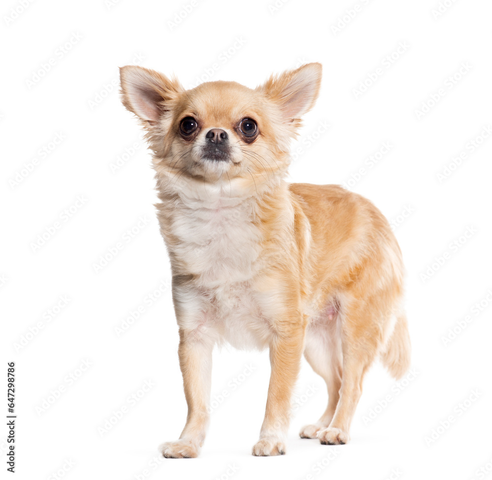 Standing Chihuahua looking up, isolated on white