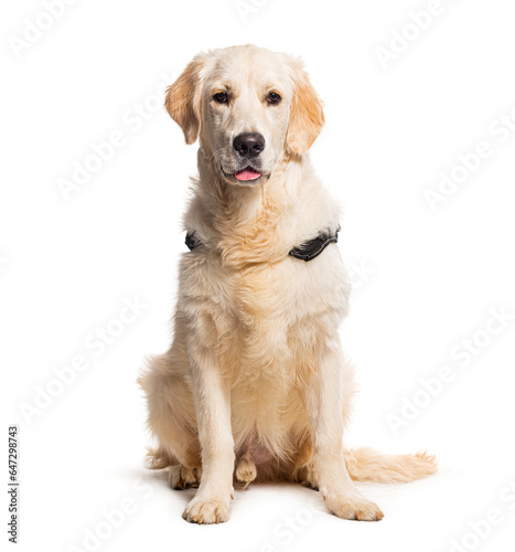 Golden retriever wearing a dog collar  isolated on white