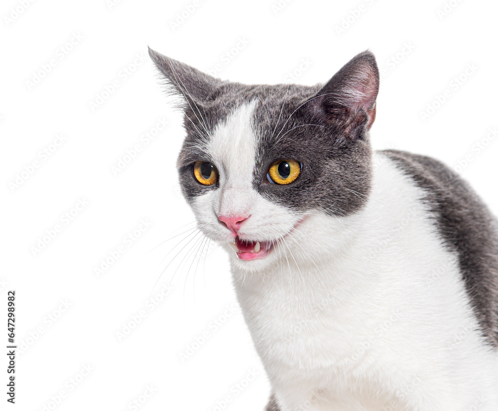 Head shot of a greu-y and white Crossbreed cat yellow eyed mouth open, isolated on white
