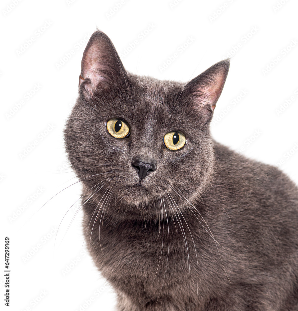 Head shot of a Russian Blue cat, isolated on white