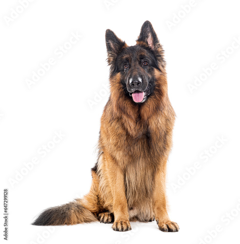 Long haired german shepherd, isolated on white photo