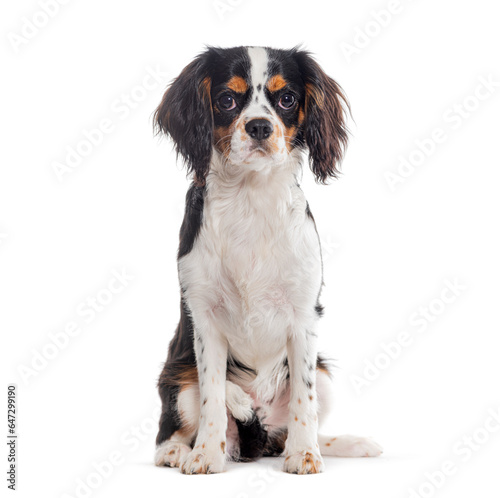 Cavalier King Charles looking at the camera, isolated on white