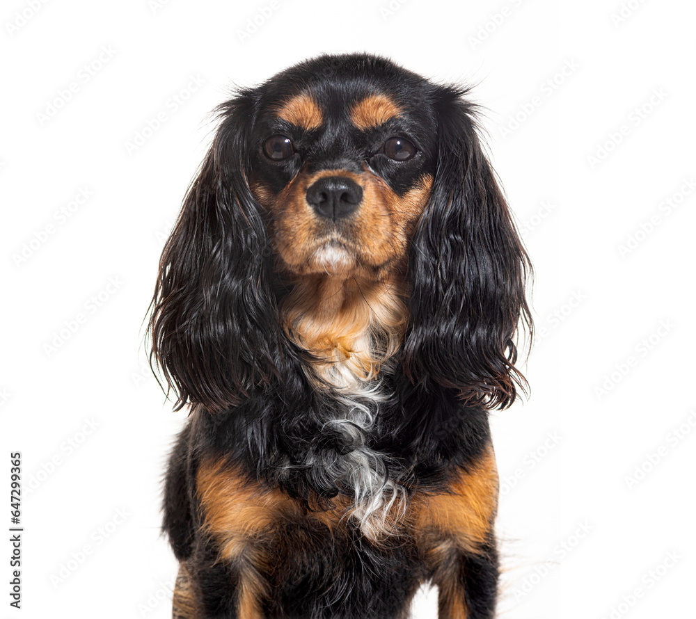 Head shot of a Cavalier King Charles Spaniel, Isolated on white Head shot of a Cavalier King Charles Spaniel, Isolated on white