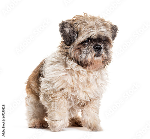 Shih Tzu looking at camera with one eye, Isolated on white