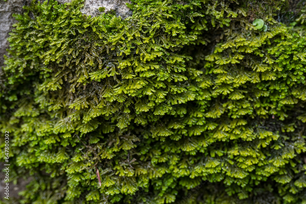 Detail of wet green moss.