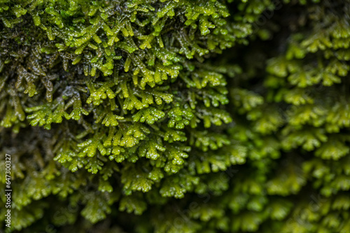 Detail of wet green moss.
