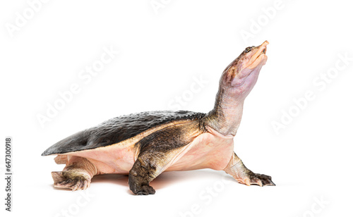 Side view of a Florida softshell turtle walking away, Apalone ferox, isolated on white