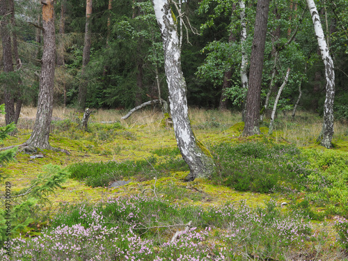 Heidekraut am Waldrand