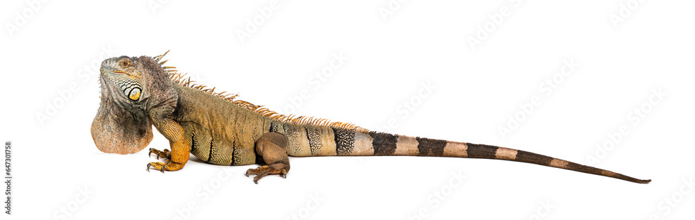 Green iguana, Iguana iguana, isolated on white Green iguana, Iguana iguana, isolated on white
