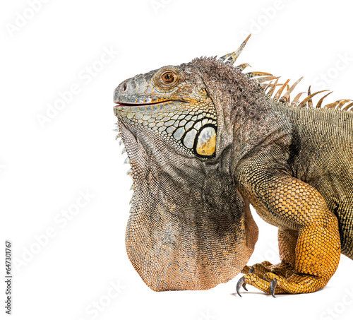 Fototapeta Naklejka Na Ścianę i Meble -  Head shot of a Green iguana, Iguana iguana, isolated on white