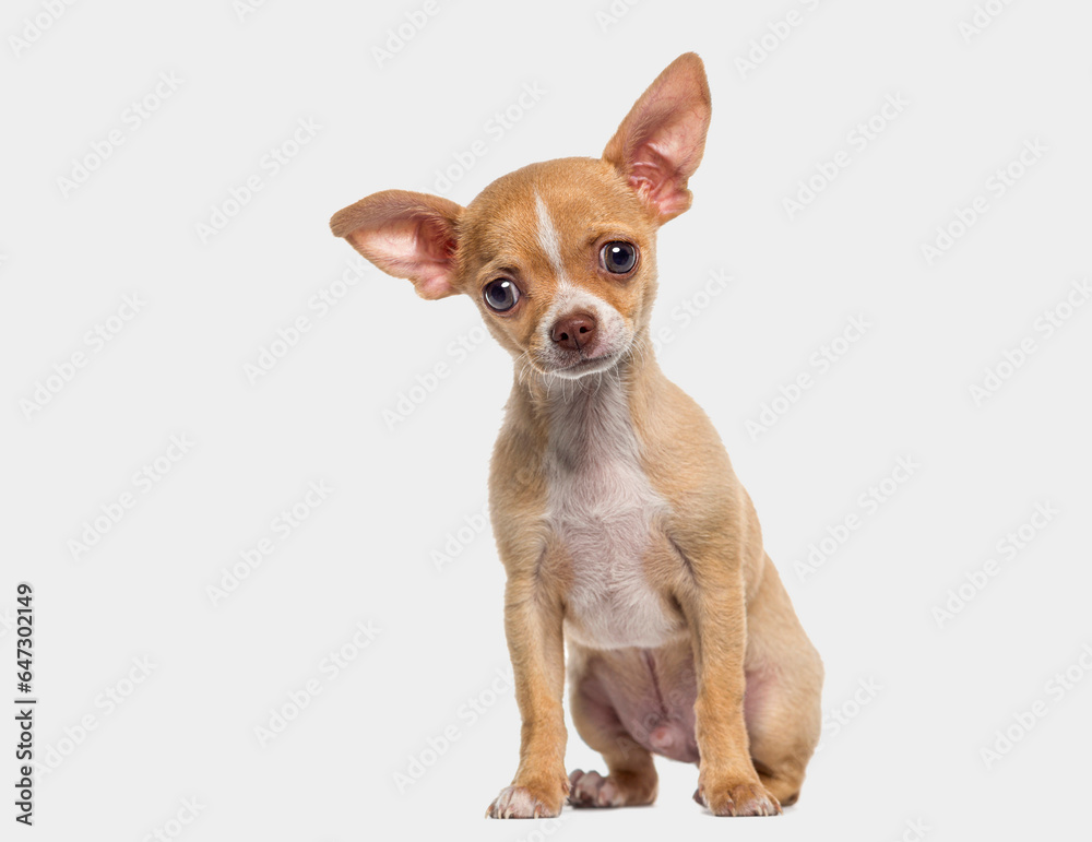 Little young short haired Chihuahua puppy, 3 months old, isolated on grey