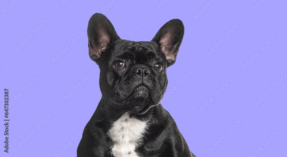 Head shot of a black French bulldog looking away agaisnt purple background