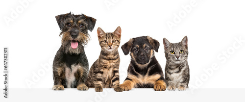 Group of dogs and cats leaning together on a empty web banner to place text.
