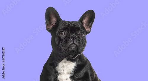 Head shot of a black French bulldog looking away agaisnt purple background © Eric Isselée