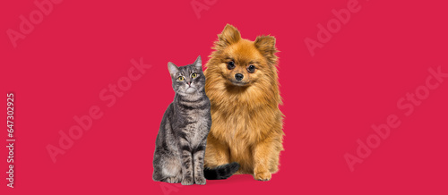 portrait of a dog and a cat, tabby cat and Pomeranian dog sitting together, looking at the camera, isolated on red