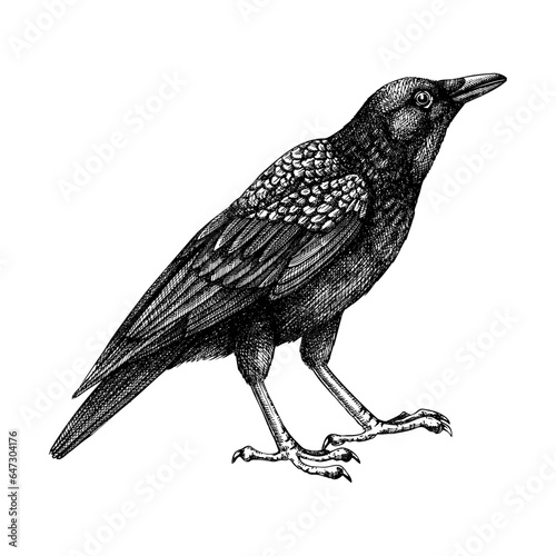 Crow vector sketch. Hand drawn vector  illustration in engraved style. Large black and white bird isolated on white background. Raven drawing.Detailed wildlife drawing for print, poster, card, cover.