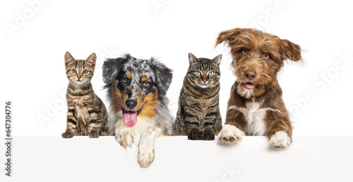 Photography Group of dogs and cats leaning together on a empty web banner to place text