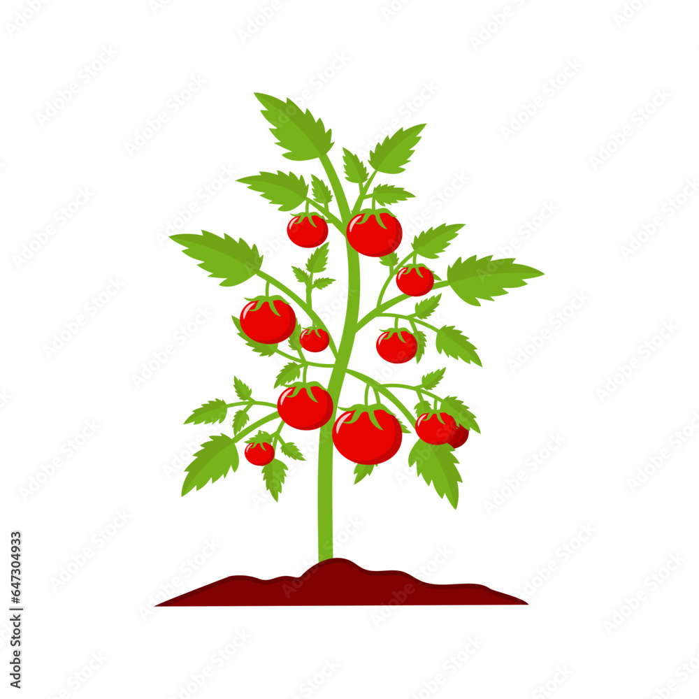 Tomato plant isolated on white background
