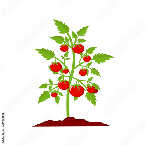 Obraz na płótnie Tomato plant isolated on white background w salonie