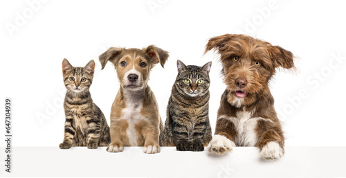 Canvas Print Group of dogs and cats leaning together on a empty web banner to place text